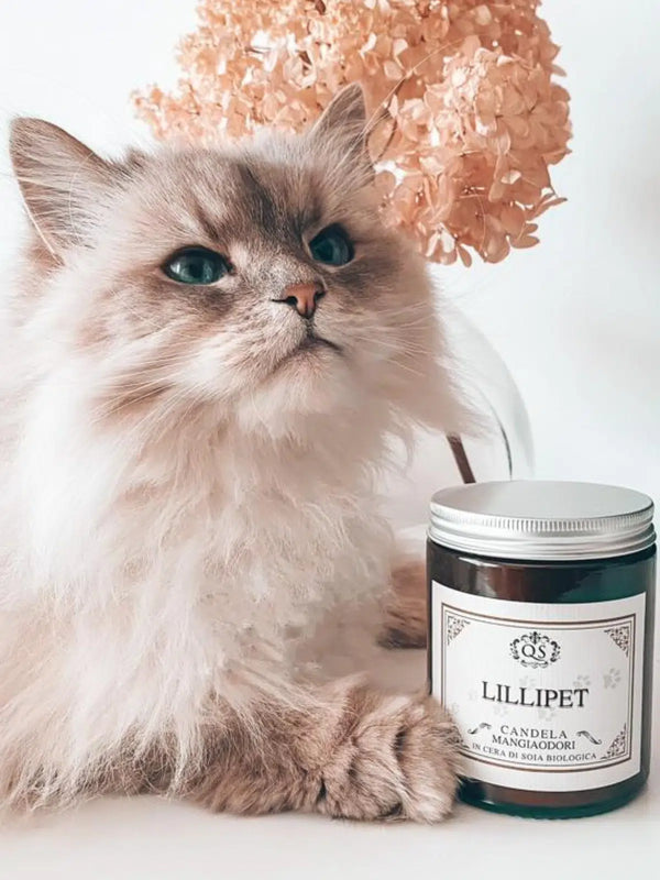 Lillipet – 🐾 Pet’s Friend